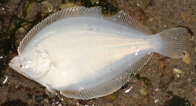 Pleuronectes platessa_06.jpg